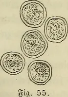 Picture 36 of 209 from Mikroskopische Bilder : Naturansichten aus dem kleinsten Raume ; ein Gemälde des Mikrokosmus in seinen Gestalten und Gesetzen (1853), leaf 180