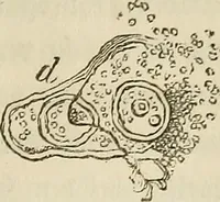 Picture 38 of 209 from Mikroskopische Bilder : Naturansichten aus dem kleinsten Raume ; ein Gemälde des Mikrokosmus in seinen Gestalten und Gesetzen (1853), leaf 182
