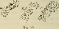 An illustration from Mikroskopische Bilder : Naturansichten aus dem kleinsten Raume ; ein Gemälde des Mikrokosmus in seinen Gestalten und Gesetzen (1853)