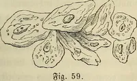 Picture 40 of 209 from Mikroskopische Bilder : Naturansichten aus dem kleinsten Raume ; ein Gemälde des Mikrokosmus in seinen Gestalten und Gesetzen (1853), leaf 188