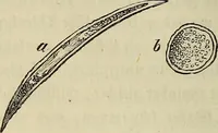 Picture 41 of 209 from Mikroskopische Bilder : Naturansichten aus dem kleinsten Raume ; ein Gemälde des Mikrokosmus in seinen Gestalten und Gesetzen (1853), leaf 201