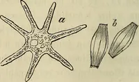 Picture 42 of 209 from Mikroskopische Bilder : Naturansichten aus dem kleinsten Raume ; ein Gemälde des Mikrokosmus in seinen Gestalten und Gesetzen (1853), leaf 201
