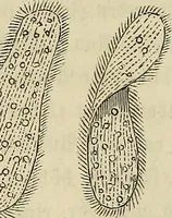 Picture 44 of 209 from Mikroskopische Bilder : Naturansichten aus dem kleinsten Raume ; ein Gemälde des Mikrokosmus in seinen Gestalten und Gesetzen (1853), leaf 203