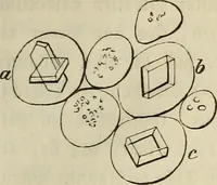 Picture 45 of 209 from Mikroskopische Bilder : Naturansichten aus dem kleinsten Raume ; ein Gemälde des Mikrokosmus in seinen Gestalten und Gesetzen (1853), leaf 210