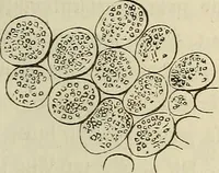 An illustration from Mikroskopische Bilder : Naturansichten aus dem kleinsten Raume ; ein Gemälde des Mikrokosmus in seinen Gestalten und Gesetzen (1853)