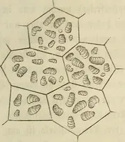 Picture 47 of 209 from Mikroskopische Bilder : Naturansichten aus dem kleinsten Raume ; ein Gemälde des Mikrokosmus in seinen Gestalten und Gesetzen (1853), leaf 214