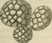 Picture 48 of 209 from Mikroskopische Bilder : Naturansichten aus dem kleinsten Raume ; ein Gemälde des Mikrokosmus in seinen Gestalten und Gesetzen (1853), leaf 214