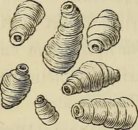 Picture 49 of 209 from Mikroskopische Bilder : Naturansichten aus dem kleinsten Raume ; ein Gemälde des Mikrokosmus in seinen Gestalten und Gesetzen (1853), leaf 215