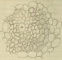 Picture 50 of 209 from Mikroskopische Bilder : Naturansichten aus dem kleinsten Raume ; ein Gemälde des Mikrokosmus in seinen Gestalten und Gesetzen (1853), leaf 217