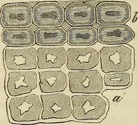 Picture 51 of 209 from Mikroskopische Bilder : Naturansichten aus dem kleinsten Raume ; ein Gemälde des Mikrokosmus in seinen Gestalten und Gesetzen (1853), leaf 219