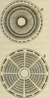 An illustration from Mikroskopische Bilder : Naturansichten aus dem kleinsten Raume ; ein Gemälde des Mikrokosmus in seinen Gestalten und Gesetzen (1853)