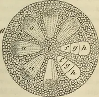 Picture 53 of 209 from Mikroskopische Bilder : Naturansichten aus dem kleinsten Raume ; ein Gemälde des Mikrokosmus in seinen Gestalten und Gesetzen (1853), leaf 220