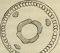 An illustration from Mikroskopische Bilder : Naturansichten aus dem kleinsten Raume ; ein Gemälde des Mikrokosmus in seinen Gestalten und Gesetzen (1853)
