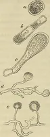 Picture 57 of 209 from Mikroskopische Bilder : Naturansichten aus dem kleinsten Raume ; ein Gemälde des Mikrokosmus in seinen Gestalten und Gesetzen (1853), leaf 227