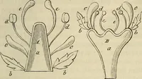 An illustration from Mikroskopische Bilder : Naturansichten aus dem kleinsten Raume ; ein Gemälde des Mikrokosmus in seinen Gestalten und Gesetzen (1853)