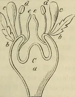 Picture 59 of 209 from Mikroskopische Bilder : Naturansichten aus dem kleinsten Raume ; ein Gemälde des Mikrokosmus in seinen Gestalten und Gesetzen (1853), leaf 228
