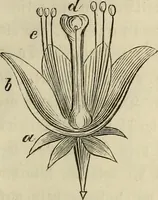 An illustration from Mikroskopische Bilder : Naturansichten aus dem kleinsten Raume ; ein Gemälde des Mikrokosmus in seinen Gestalten und Gesetzen (1853)
