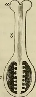 Picture 61 of 209 from Mikroskopische Bilder : Naturansichten aus dem kleinsten Raume ; ein Gemälde des Mikrokosmus in seinen Gestalten und Gesetzen (1853), leaf 230