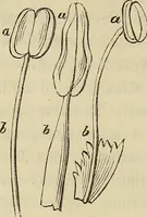 Picture 62 of 209 from Mikroskopische Bilder : Naturansichten aus dem kleinsten Raume ; ein Gemälde des Mikrokosmus in seinen Gestalten und Gesetzen (1853), leaf 231