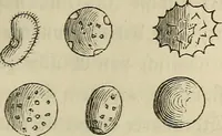 Picture 63 of 209 from Mikroskopische Bilder : Naturansichten aus dem kleinsten Raume ; ein Gemälde des Mikrokosmus in seinen Gestalten und Gesetzen (1853), leaf 232