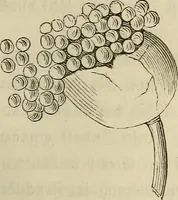 Picture 64 of 209 from Mikroskopische Bilder : Naturansichten aus dem kleinsten Raume ; ein Gemälde des Mikrokosmus in seinen Gestalten und Gesetzen (1853), leaf 232