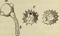 Picture 65 of 209 from Mikroskopische Bilder : Naturansichten aus dem kleinsten Raume ; ein Gemälde des Mikrokosmus in seinen Gestalten und Gesetzen (1853), leaf 234