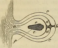 Picture 66 of 209 from Mikroskopische Bilder : Naturansichten aus dem kleinsten Raume ; ein Gemälde des Mikrokosmus in seinen Gestalten und Gesetzen (1853), leaf 235