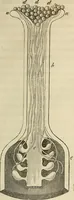 An illustration from Mikroskopische Bilder : Naturansichten aus dem kleinsten Raume ; ein Gemälde des Mikrokosmus in seinen Gestalten und Gesetzen (1853)
