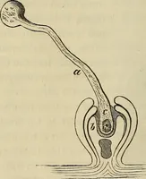An illustration from Mikroskopische Bilder : Naturansichten aus dem kleinsten Raume ; ein Gemälde des Mikrokosmus in seinen Gestalten und Gesetzen (1853)