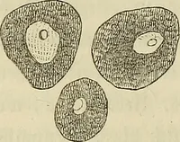 Picture 69 of 209 from Mikroskopische Bilder : Naturansichten aus dem kleinsten Raume ; ein Gemälde des Mikrokosmus in seinen Gestalten und Gesetzen (1853), leaf 245
