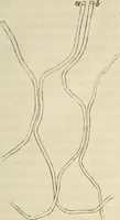 Picture 71 of 209 from Mikroskopische Bilder : Naturansichten aus dem kleinsten Raume ; ein Gemälde des Mikrokosmus in seinen Gestalten und Gesetzen (1853), leaf 248