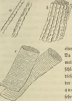 Picture 72 of 209 from Mikroskopische Bilder : Naturansichten aus dem kleinsten Raume ; ein Gemälde des Mikrokosmus in seinen Gestalten und Gesetzen (1853), leaf 258