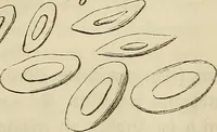 Picture 73 of 209 from Mikroskopische Bilder : Naturansichten aus dem kleinsten Raume ; ein Gemälde des Mikrokosmus in seinen Gestalten und Gesetzen (1853), leaf 266
