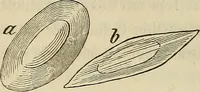 Picture 74 of 209 from Mikroskopische Bilder : Naturansichten aus dem kleinsten Raume ; ein Gemälde des Mikrokosmus in seinen Gestalten und Gesetzen (1853), leaf 269