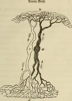 Picture 76 of 209 from Mikroskopische Bilder : Naturansichten aus dem kleinsten Raume ; ein Gemälde des Mikrokosmus in seinen Gestalten und Gesetzen (1853), leaf 278