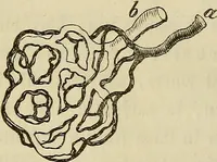 An illustration from Mikroskopische Bilder : Naturansichten aus dem kleinsten Raume ; ein Gemälde des Mikrokosmus in seinen Gestalten und Gesetzen (1853)