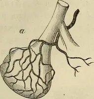 An illustration from Mikroskopische Bilder : Naturansichten aus dem kleinsten Raume ; ein Gemälde des Mikrokosmus in seinen Gestalten und Gesetzen (1853)