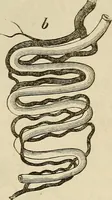 Picture 79 of 209 from Mikroskopische Bilder : Naturansichten aus dem kleinsten Raume ; ein Gemälde des Mikrokosmus in seinen Gestalten und Gesetzen (1853), leaf 282