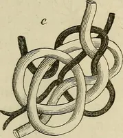 An illustration from Mikroskopische Bilder : Naturansichten aus dem kleinsten Raume ; ein Gemälde des Mikrokosmus in seinen Gestalten und Gesetzen (1853)