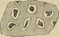 An illustration from Mikroskopische Bilder : Naturansichten aus dem kleinsten Raume ; ein Gemälde des Mikrokosmus in seinen Gestalten und Gesetzen (1853)