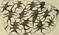Picture 82 of 209 from Mikroskopische Bilder : Naturansichten aus dem kleinsten Raume ; ein Gemälde des Mikrokosmus in seinen Gestalten und Gesetzen (1853), leaf 283