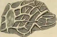 An illustration from Mikroskopische Bilder : Naturansichten aus dem kleinsten Raume ; ein Gemälde des Mikrokosmus in seinen Gestalten und Gesetzen (1853)