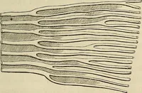 Picture 84 of 209 from Mikroskopische Bilder : Naturansichten aus dem kleinsten Raume ; ein Gemälde des Mikrokosmus in seinen Gestalten und Gesetzen (1853), leaf 284