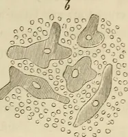 Picture 85 of 209 from Mikroskopische Bilder : Naturansichten aus dem kleinsten Raume ; ein Gemälde des Mikrokosmus in seinen Gestalten und Gesetzen (1853), leaf 286