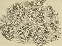 Picture 86 of 209 from Mikroskopische Bilder : Naturansichten aus dem kleinsten Raume ; ein Gemälde des Mikrokosmus in seinen Gestalten und Gesetzen (1853), leaf 288