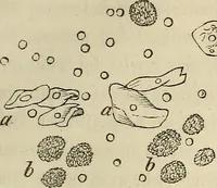 Picture 87 of 209 from Mikroskopische Bilder : Naturansichten aus dem kleinsten Raume ; ein Gemälde des Mikrokosmus in seinen Gestalten und Gesetzen (1853), leaf 290
