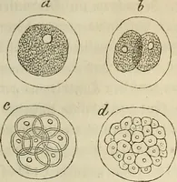 Picture 88 of 209 from Mikroskopische Bilder : Naturansichten aus dem kleinsten Raume ; ein Gemälde des Mikrokosmus in seinen Gestalten und Gesetzen (1853), leaf 292