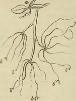 Picture 90 of 209 from Mikroskopische Bilder : Naturansichten aus dem kleinsten Raume ; ein Gemälde des Mikrokosmus in seinen Gestalten und Gesetzen (1853), leaf 295