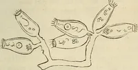 Picture 91 of 209 from Mikroskopische Bilder : Naturansichten aus dem kleinsten Raume ; ein Gemälde des Mikrokosmus in seinen Gestalten und Gesetzen (1853), leaf 296
