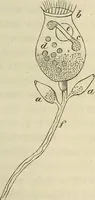 Picture 92 of 209 from Mikroskopische Bilder : Naturansichten aus dem kleinsten Raume ; ein Gemälde des Mikrokosmus in seinen Gestalten und Gesetzen (1853), leaf 296